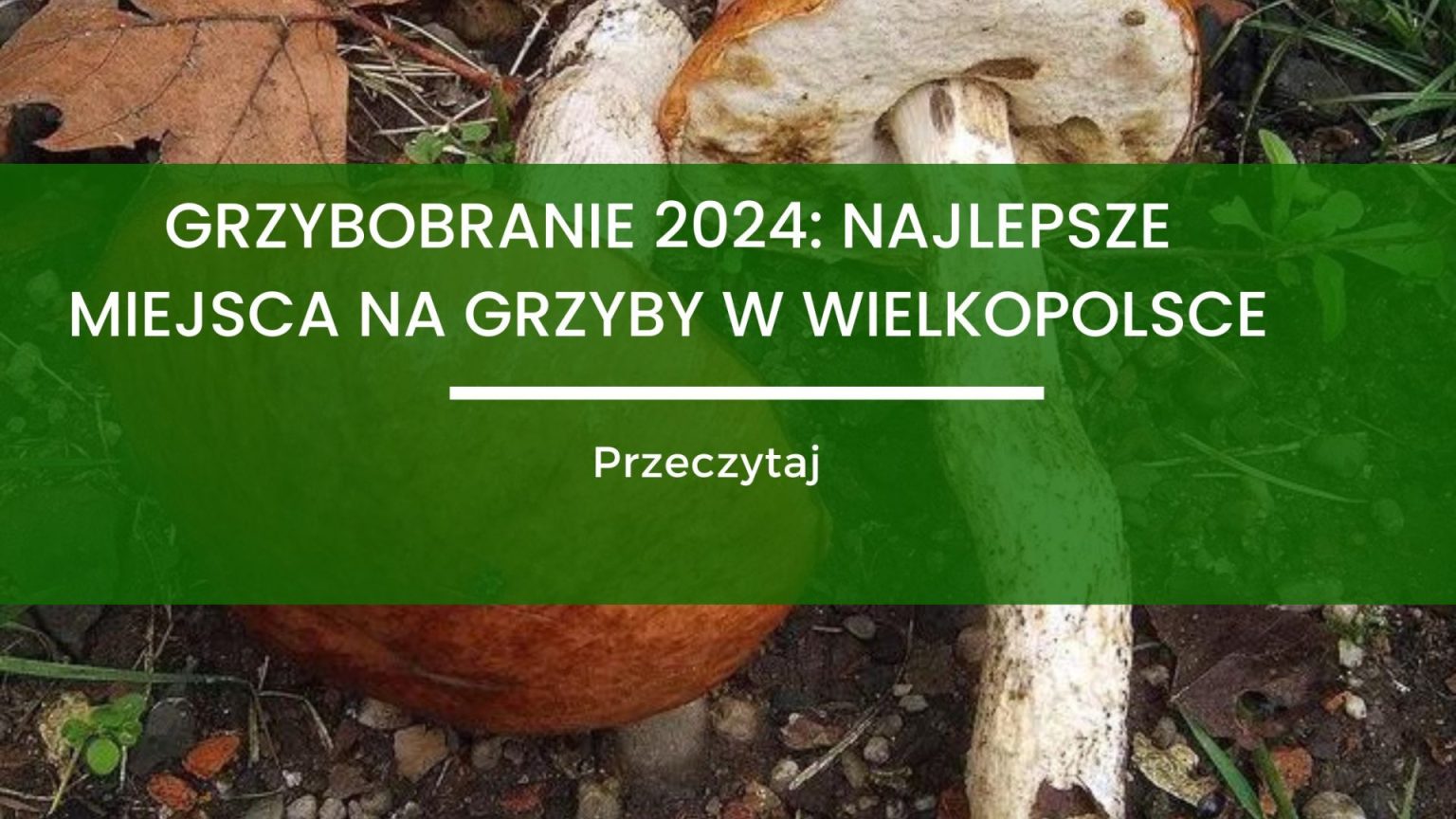 Grzybobranie Najlepsze Miejsca Na Grzyby W Wielkopolsce